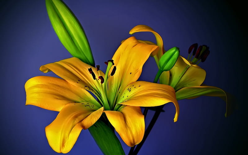 Yellow lily, lily, Yellow, flowers, nature, HD wallpaper