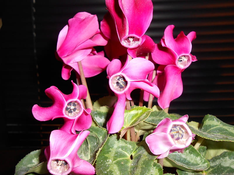 Cyclamen, flowers, close up, pink, HD wallpaper