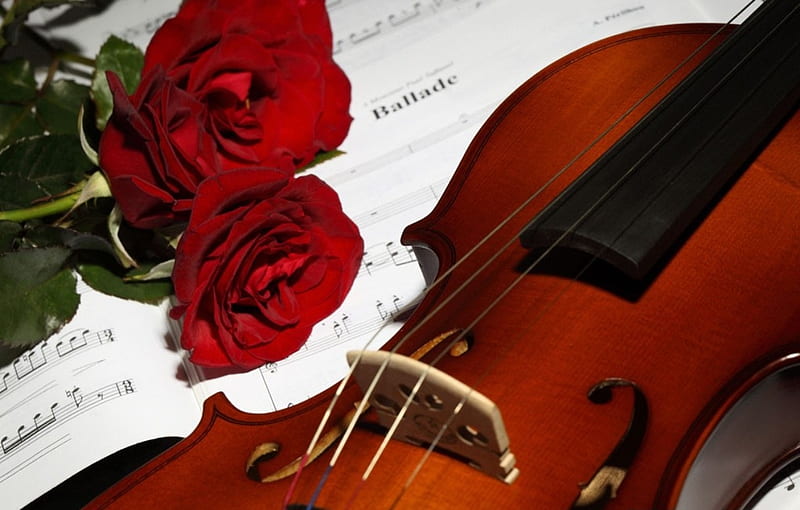 Red, flowers, violin, roses, HD wallpaper | Peakpx