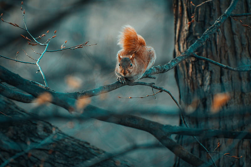 squirrel, funny, branches, wildlife, HD wallpaper