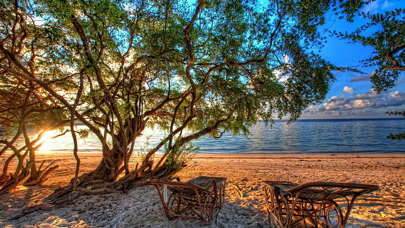 lounge chairs on a beach under a tree r, beach, tree, r, lounge chairs, sea, HD wallpaper