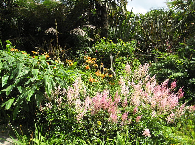 Beautiful astilbes and day lillies in tropical gardens Trebah in Cornwall, England, cornwall, britain, bonito, tropicals, green, ferns, hardy, flowers, astilbe, botanical, england, lush, uk, trebah, tree, lillies, paradise, united kingdom, flower, rainforest, lily, gardens, day, garden, tropical, HD wallpaper