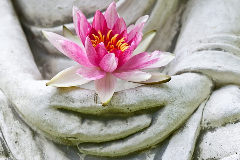Lotus, stone, statue, flower, hand, pink, HD wallpaper