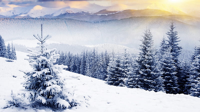 Winter Dawn, forest, dawn, trees, fog, mist, winter, snow, mountains ...