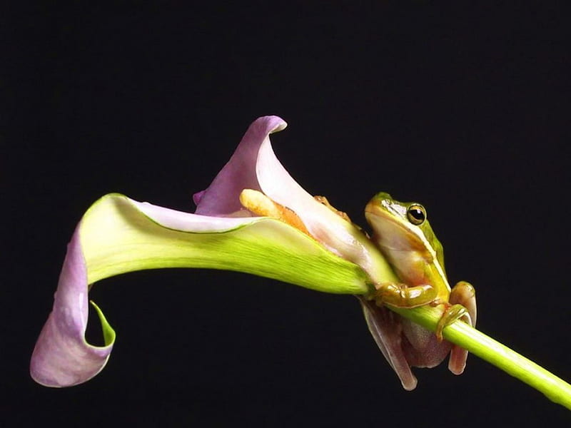 Hang on, lily, flower, frog, black, HD wallpaper