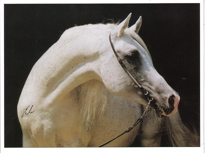 The Flea-Bit Arabian, stallion, beauty, horse, flea-bit, arabian, HD wallpaper