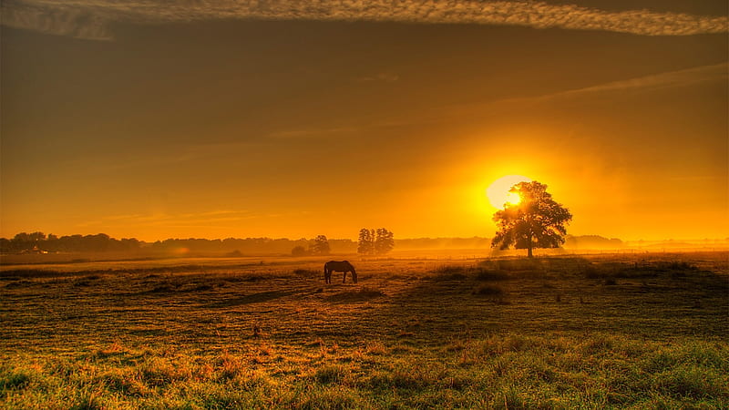 Golden Landscape in Northern Germany, sunset, sun, horse, meadow, sky, HD wallpaper