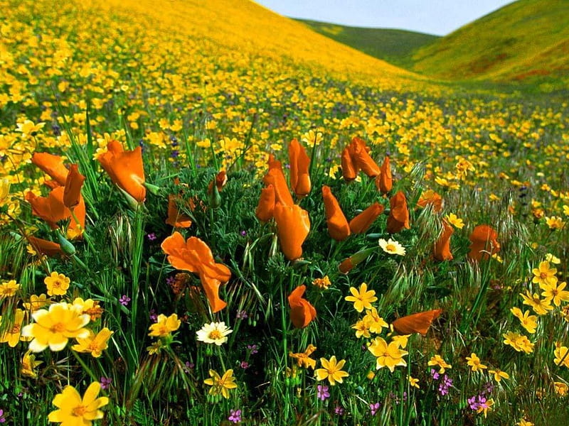 Valley Of Flowers., bonito, a, many, of, HD wallpaper