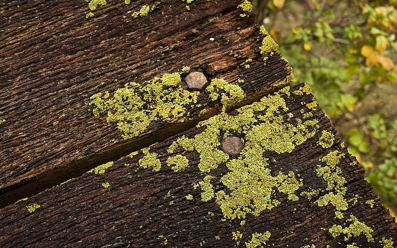 Earth, Moss, Lichen, HD wallpaper