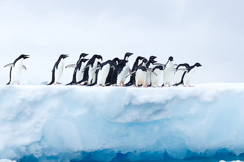 penguins, flock, ice, glacier, antarctica, HD wallpaper