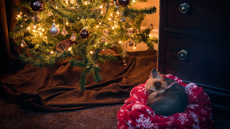 Dog Is Sitting Nearby Decorated Christmas Tree Christmas Tree, HD wallpaper