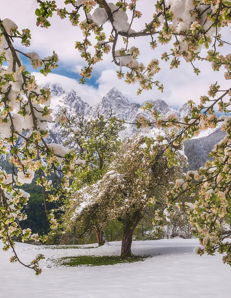trees, snow, flowers, mountains, snowy, HD phone wallpaper