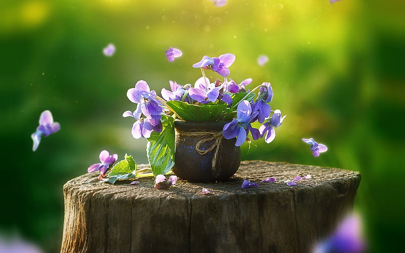 pansies, purple flowers, spring, flowering, garden flower, HD wallpaper