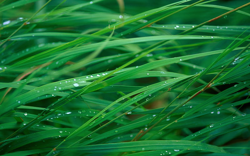 Grass Blades, HD wallpaper