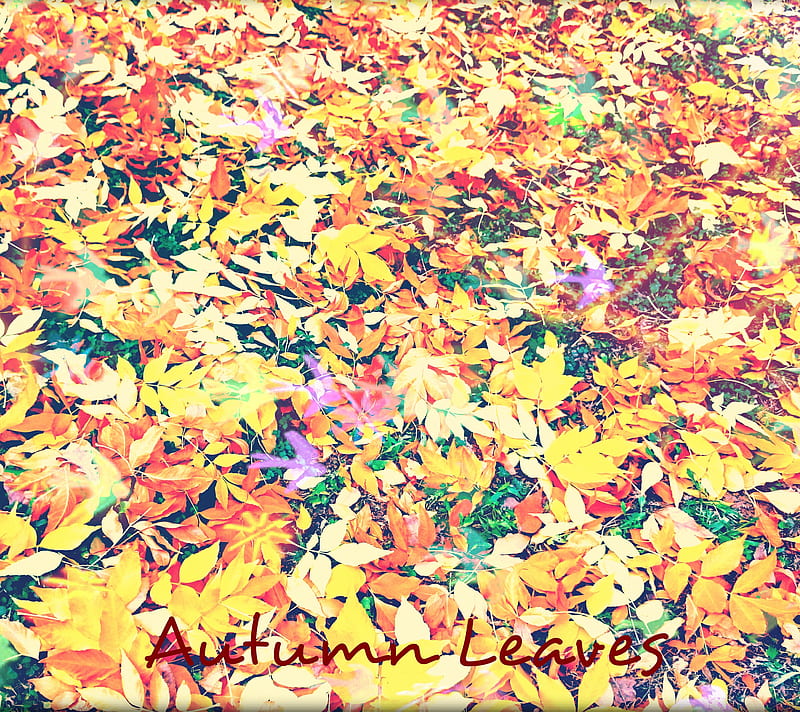 Autumn leaves, HD wallpaper | Peakpx