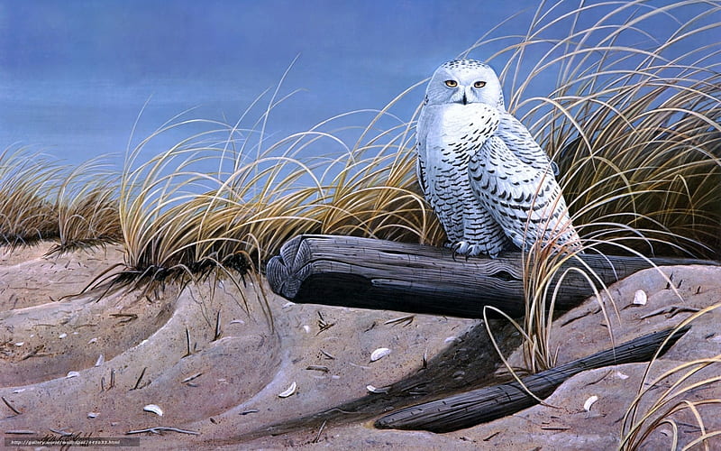 Snow Owl, resting, nature, sunshine, raptor, HD wallpaper