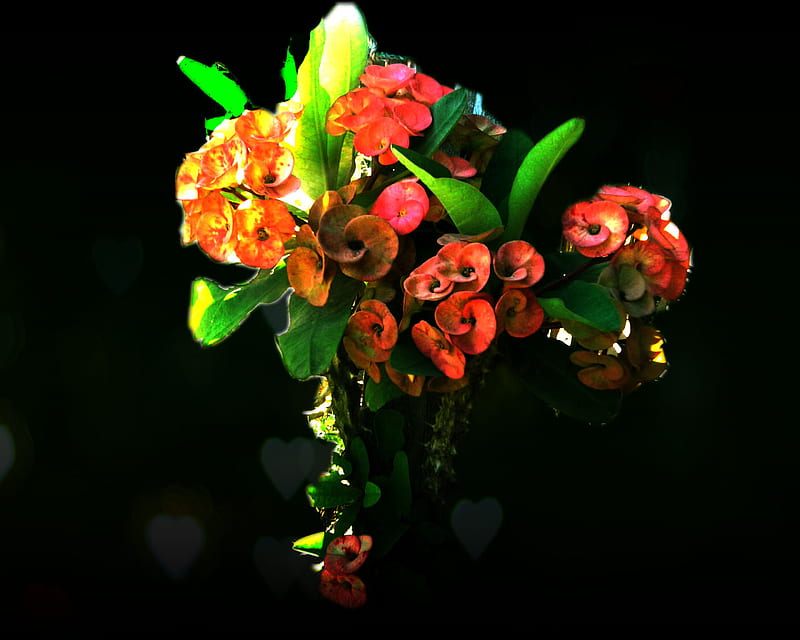 Pakis Giwang, red, color dodge, green, orange, bright, flower, euphorbia, flower desert, HD wallpaper