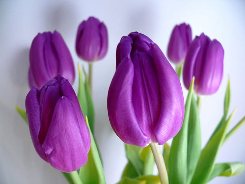 tulip flower computer . jpg, bulbs, tulips, purple, plant, HD wallpaper