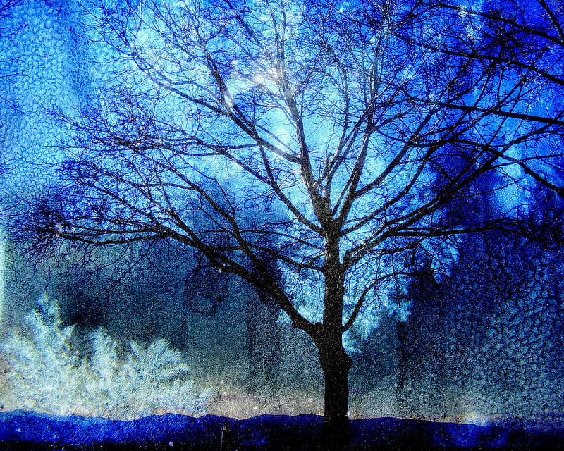 Winter night, tree, magic, blue, night, winter, HD wallpaper | Peakpx