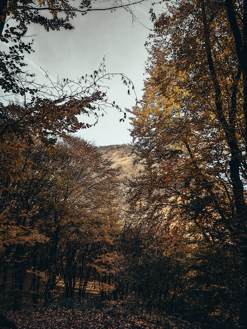 Moody autumn forest , autumn forest, gold, gold autumn, november, path, sky, winter, HD phone wallpaper