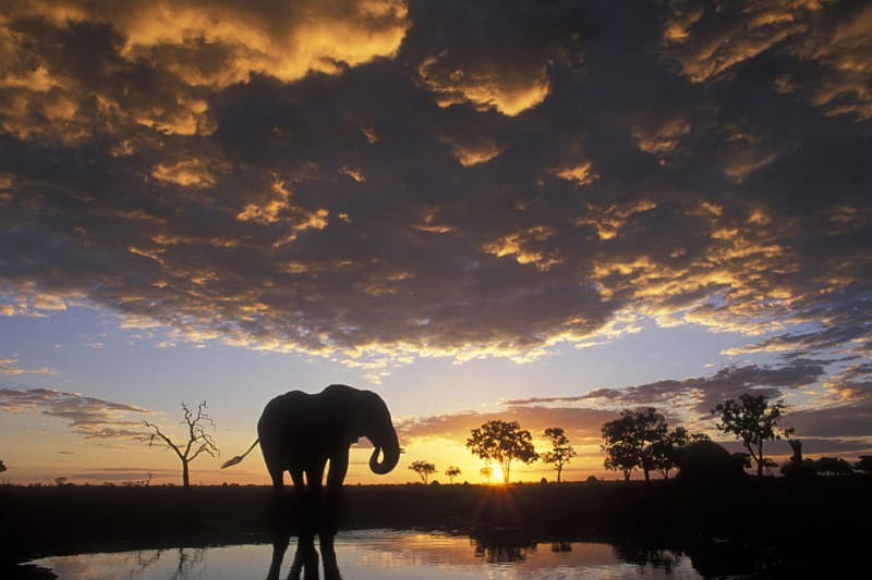 Elephant, dark, continent, sunset, mammoth, africa, HD wallpaper