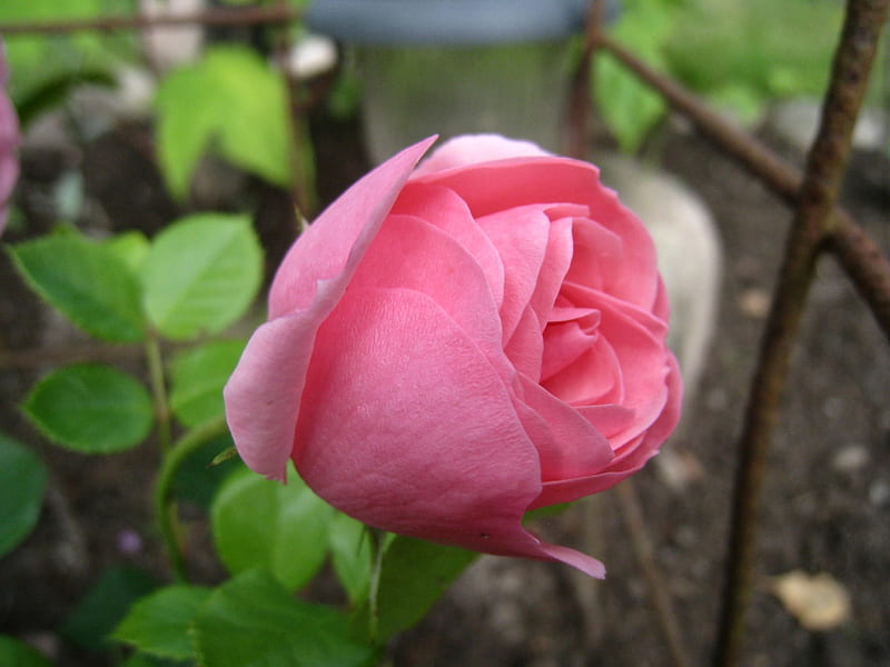 Sueño rosa en mi jardín ...., jardín, rosa, verde, rosa, Fondo de pantalla  HD | Peakpx