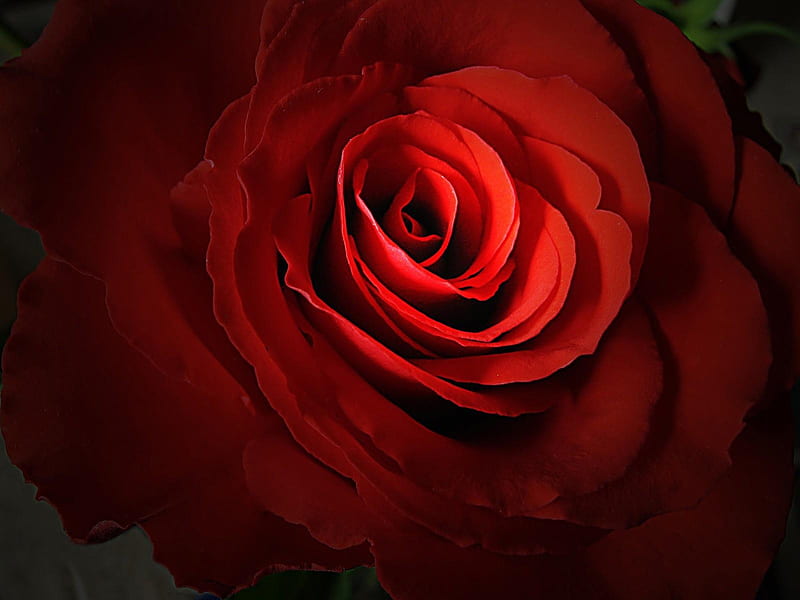 Love rose, red, dark, flower, valentine, roses, HD wallpaper | Peakpx