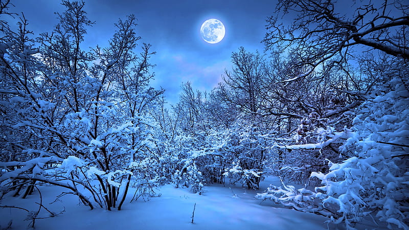 Winter Snow Nature , winter, snow, nature, trees, moon, HD wallpaper