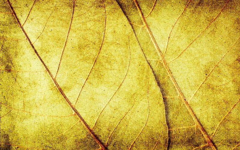 yellow leaves, close-up, leaf texture, old leaves, HD wallpaper