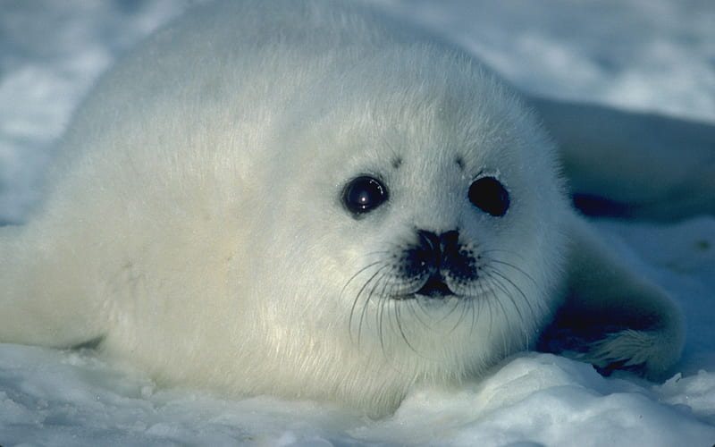 baby harp seal, harp, ice, seal, baby, HD wallpaper