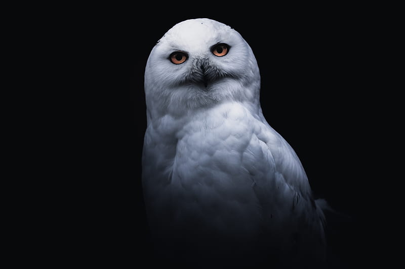 owl, bird, white, glance, HD wallpaper