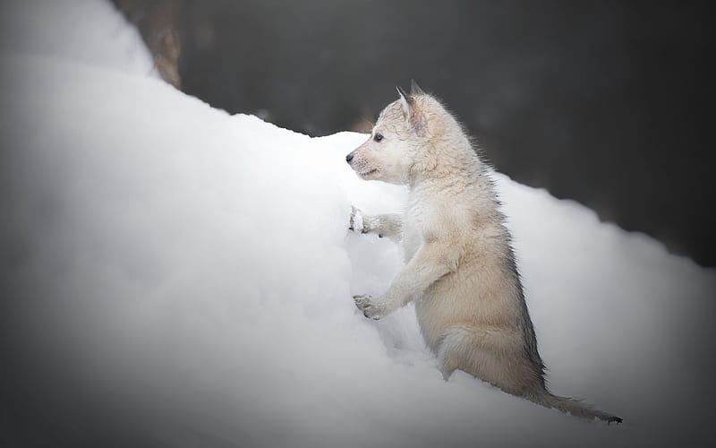 Czechoslovakian Wolfdog, winter, puppy, small dog, snowdrifts, Wolfdog, HD wallpaper