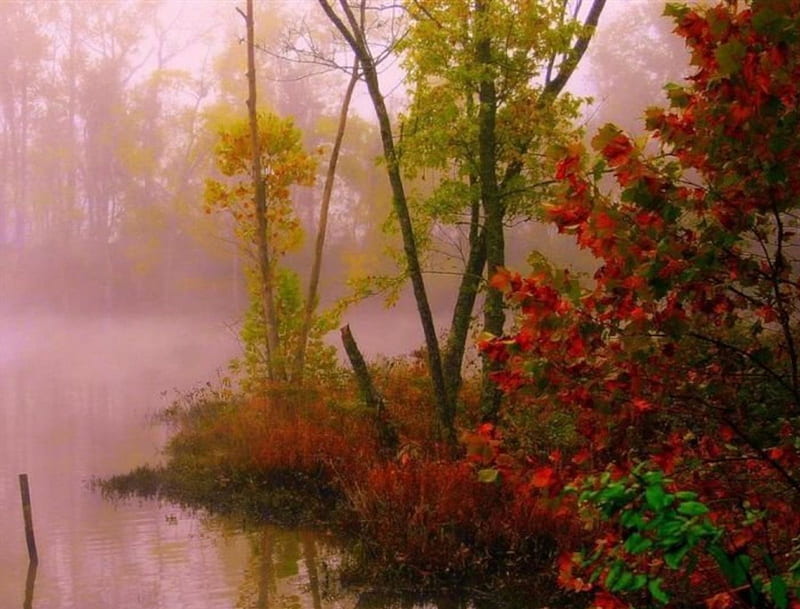 1920x1080px, 1080P free download | Autumn Mist, autumn, nature, trees ...