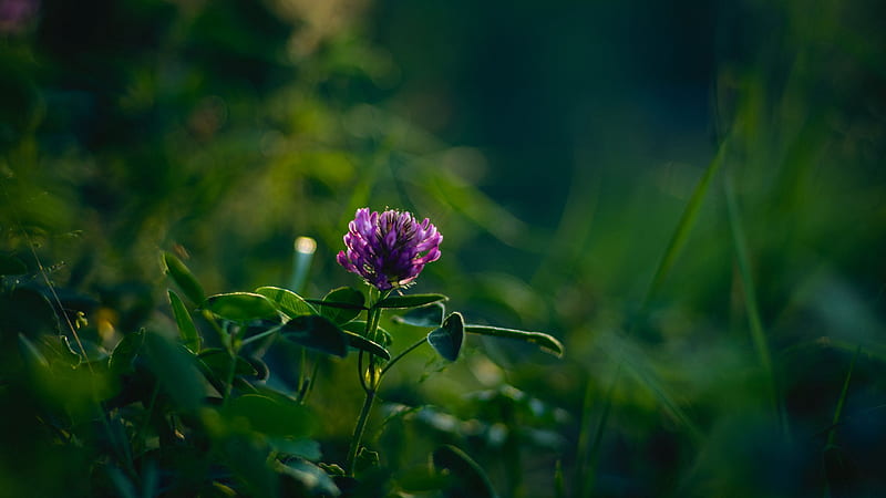 Purple Flower Plant Green Leaves Blur Bokeh Background Flowers, HD wallpaper  | Peakpx