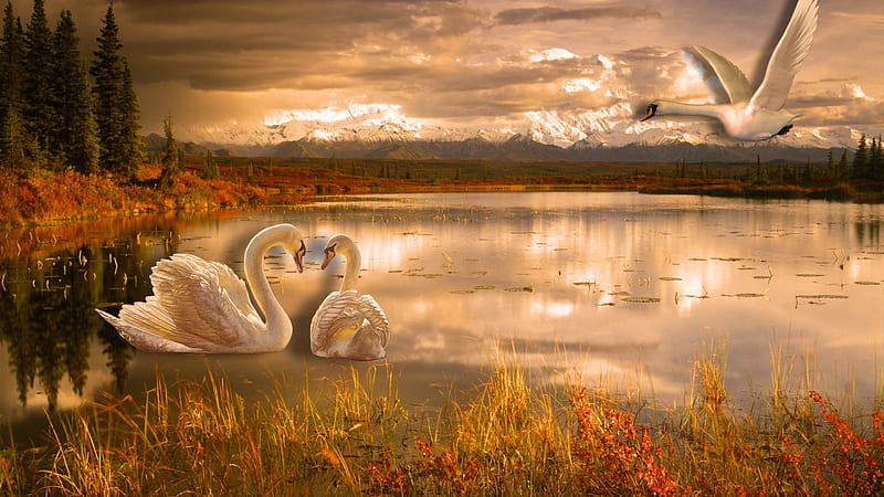 Water Scenery, nature, water, sunrise, swans, HD wallpaper