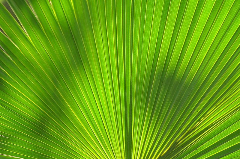 leaf, stripes, palm tree, veins, HD wallpaper