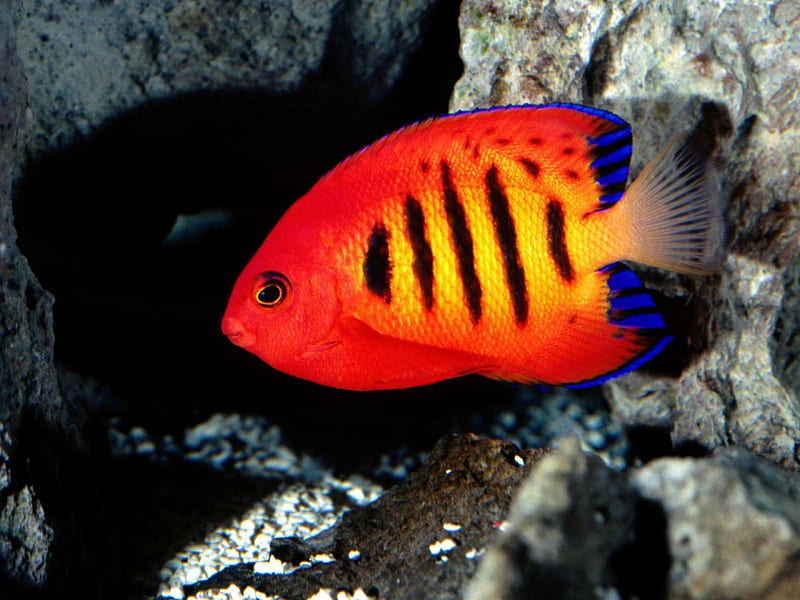 Beautiful fish, yellow, red, rock, fish, HD wallpaper | Peakpx