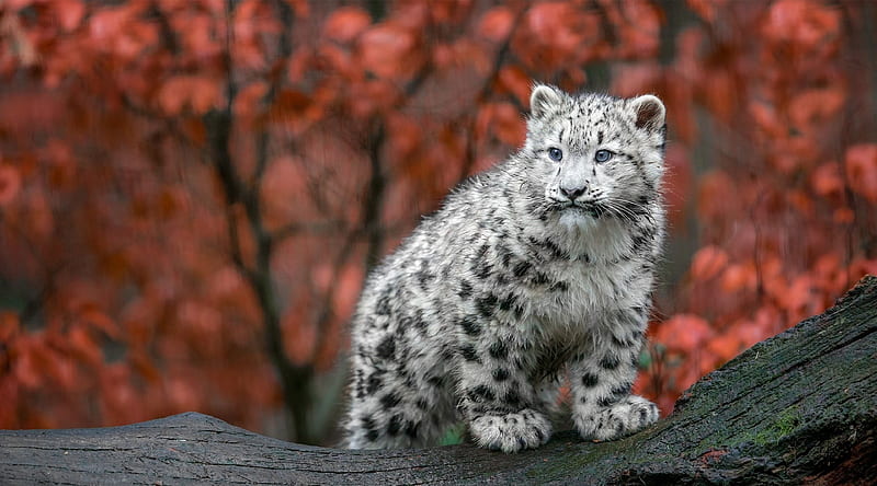 Baby Snow Leopard , snow-leopard, animals, predator, HD wallpaper