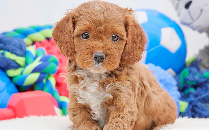 Cavoodle, small brown puppy cute animals, small dog, curly puppy, Cavapoo, HD wallpaper
