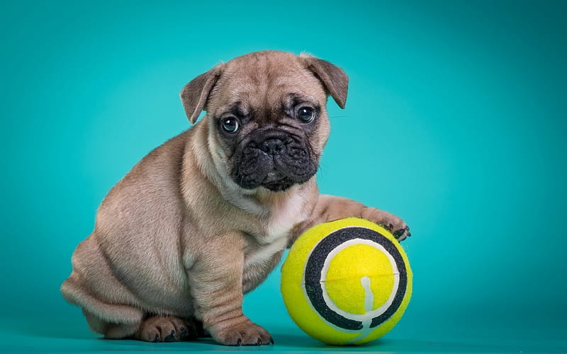French bulldog, cute, ball, yellow, puppy, dog, animal, blue, HD wallpaper