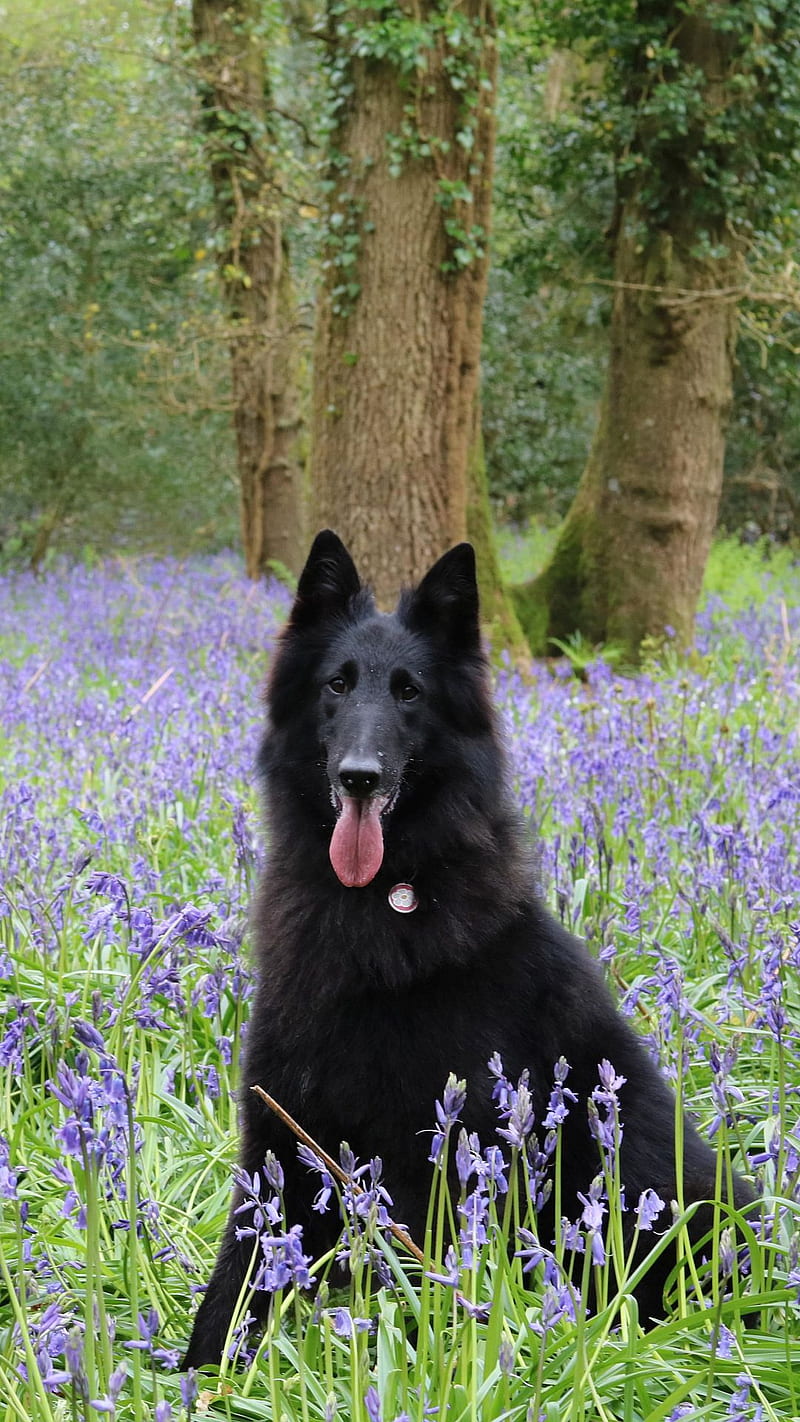 Belgian shepherd, bluebells, dog, field, flowers, forest, pose, wooded field, woods, HD phone wallpaper