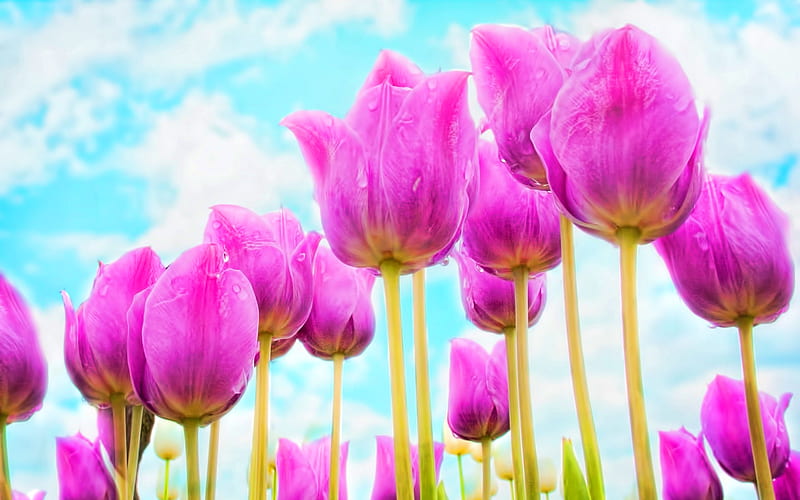 purple tulips, blue sky, spring, purple flowers, tulip field, macro, tulips, bokeh, spring flowers, HD wallpaper