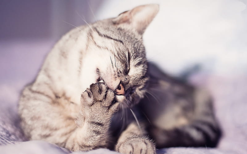 cat washes paw striped-, HD wallpaper