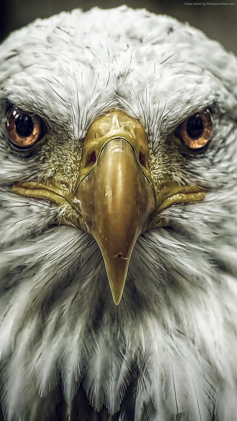 golden nose, bird, eagle, face, feather, fly, HD phone wallpaper