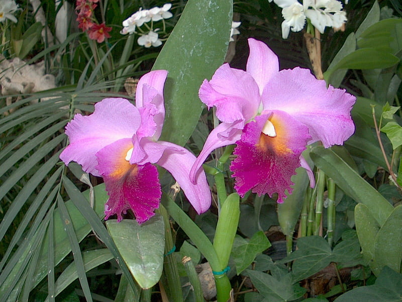 Cerise Orchids, loro parque, tenerife, HD wallpaper