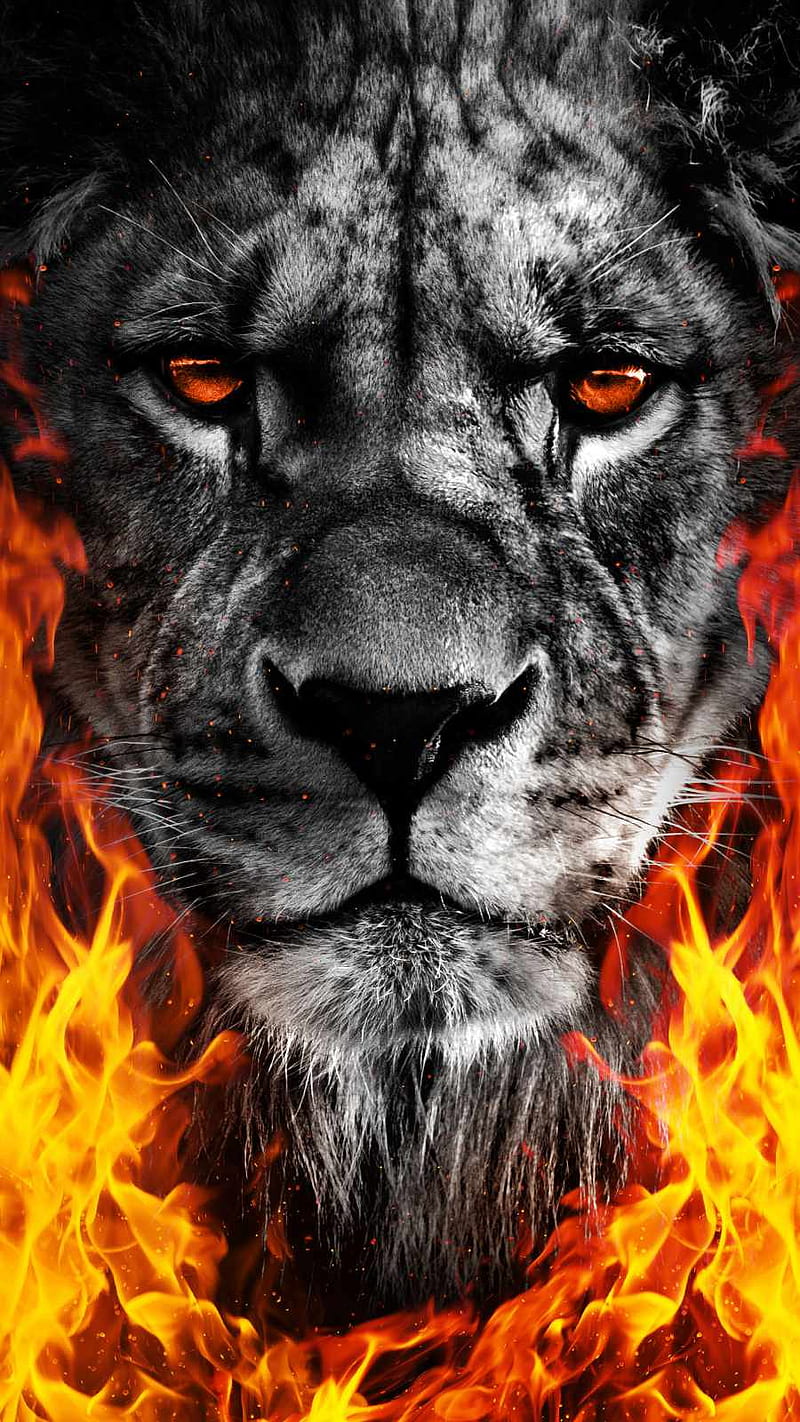 HD Fire Lion Wallpaper Download