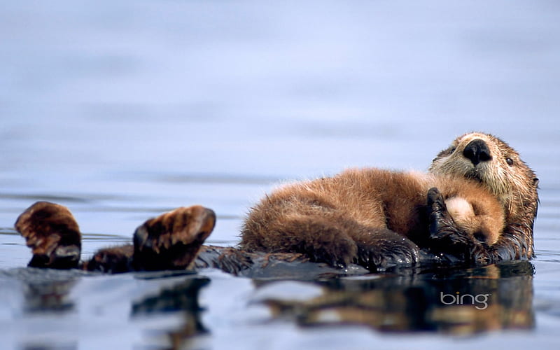 Beaver nestled in the arms of her mother, HD wallpaper