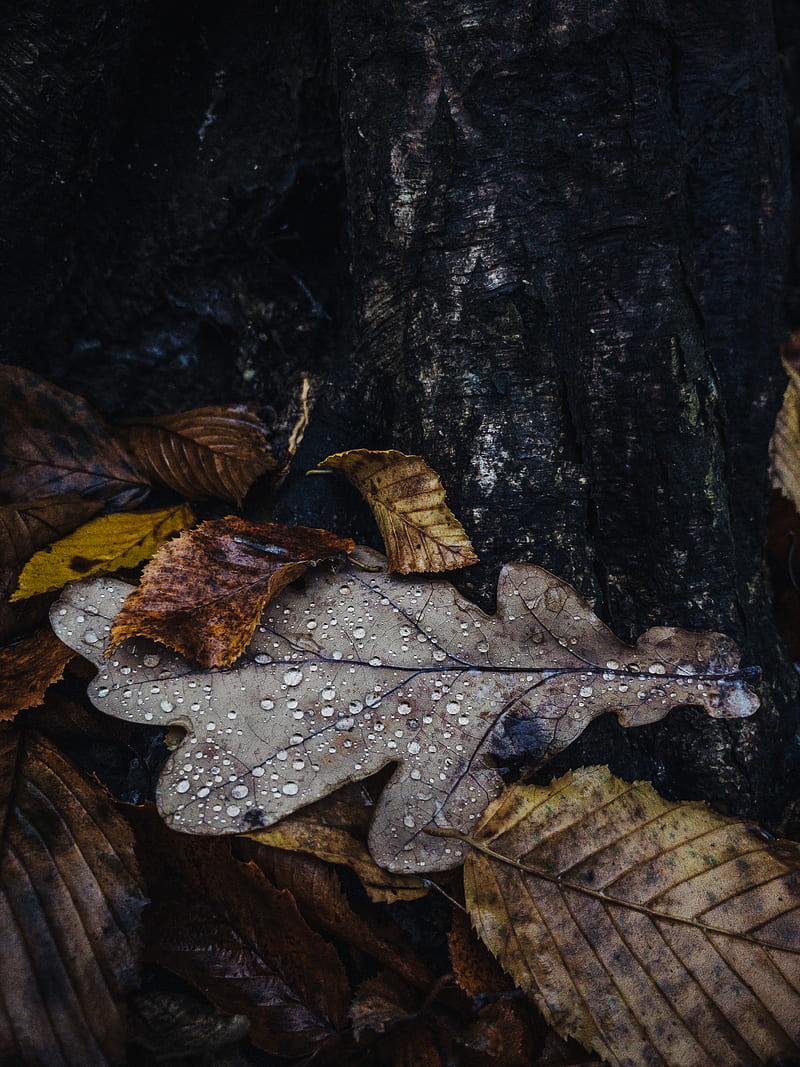 brown dried leaf on black tree trunk, HD phone wallpaper