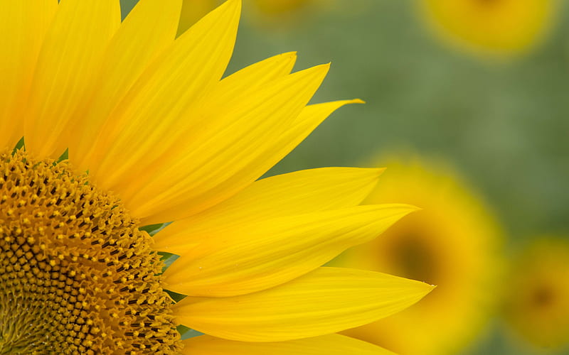 Sunflower, vara, petals, macro, floarea soarelui, summer, HD wallpaper |  Peakpx