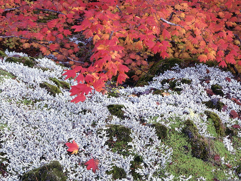 Autumn Vine Maple & Lichens, maple tree, autumn colours, lichen, HD wallpaper
